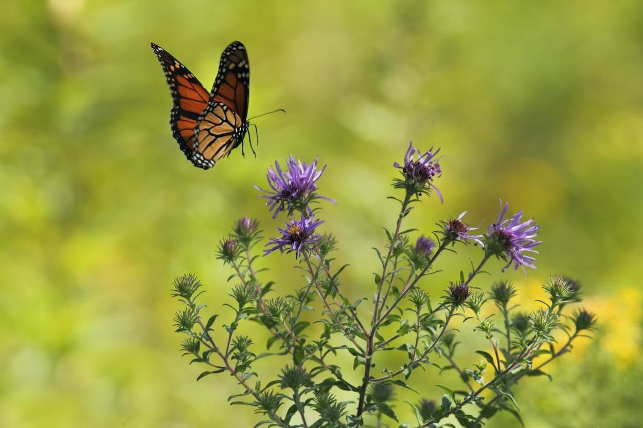 una mariposa y flores, biodiversidad silvestre